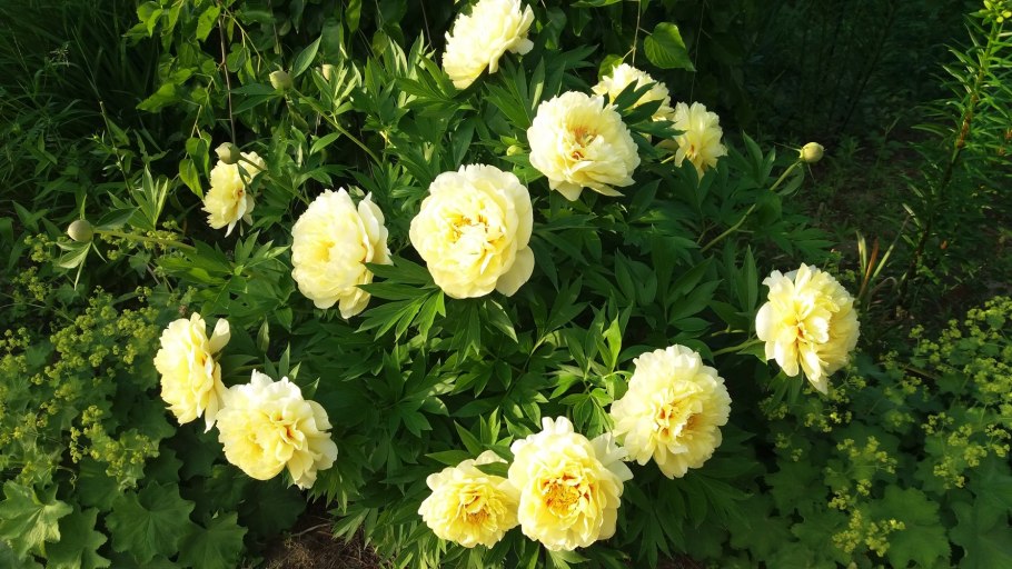 Пион Ито Гарден Треже