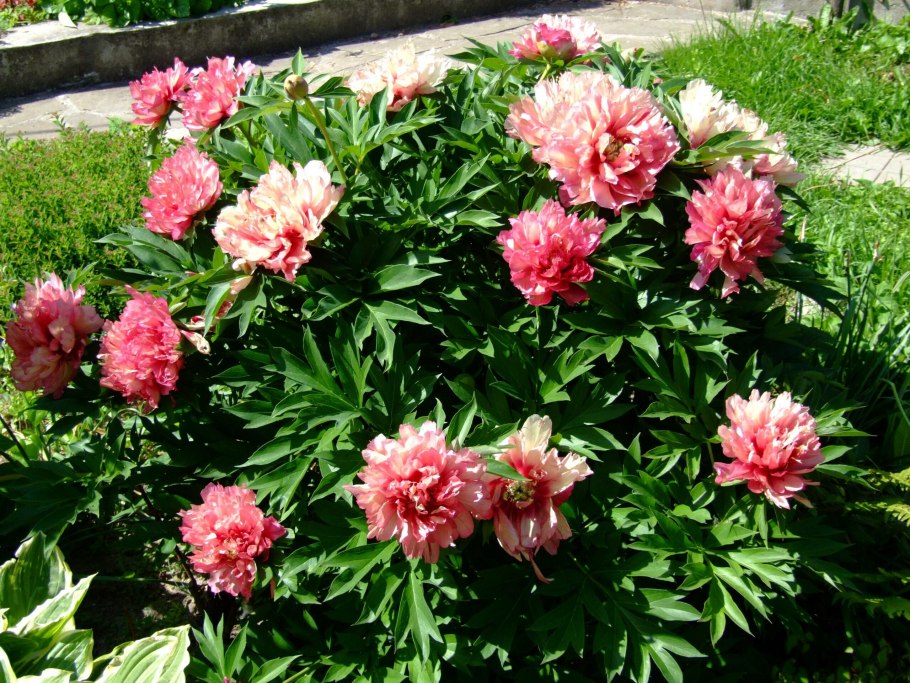 Пион-Ито кора Луиза