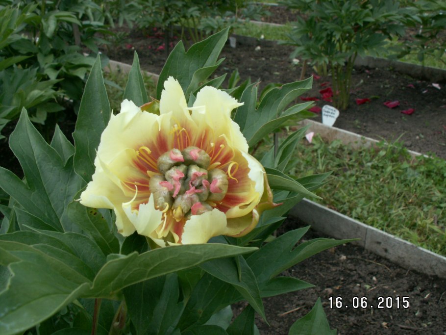 Пион Ито Прейри Шарм