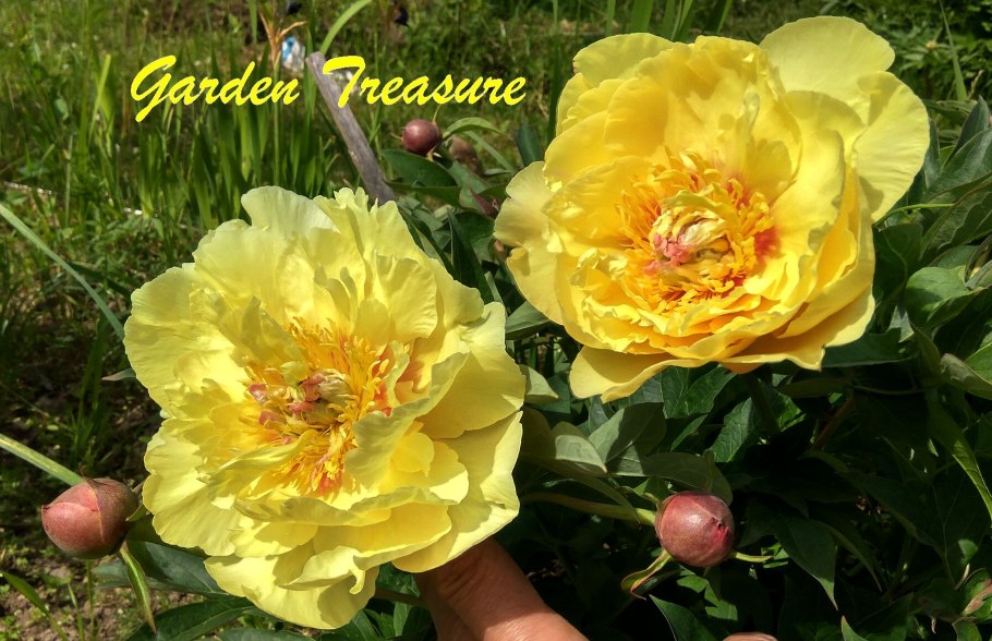 Пион Ито-гибрид Барцелла