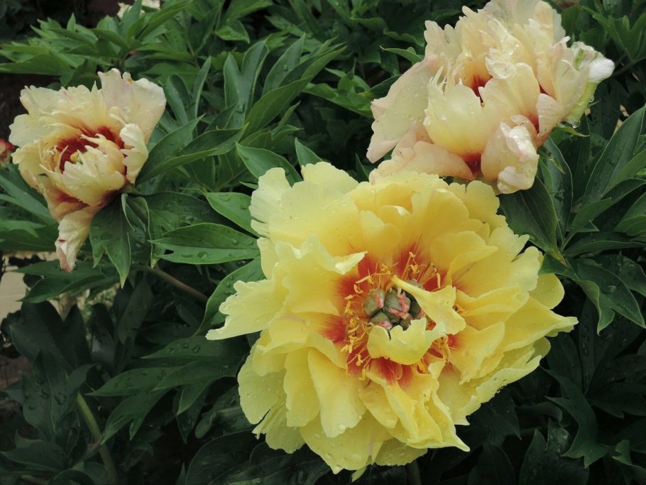 Пион Ито Гарден Треже