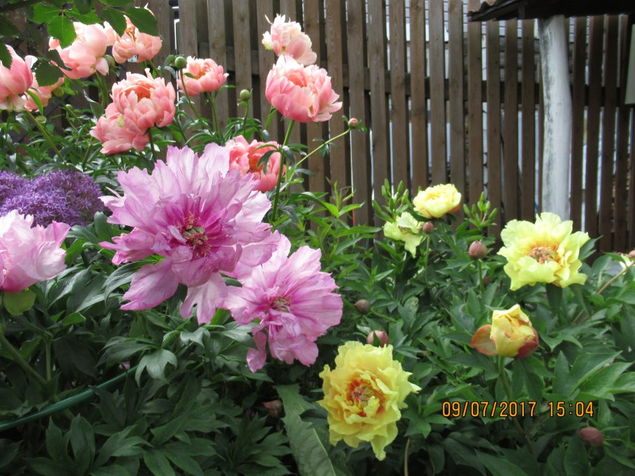 Пион Itoh Bartzella