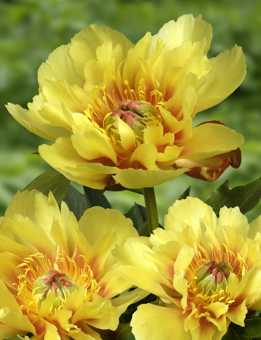 Пион Ито бордер Чарм