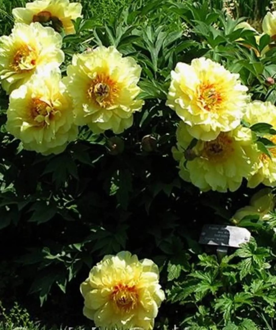 Пион Itoh Garden Treasure