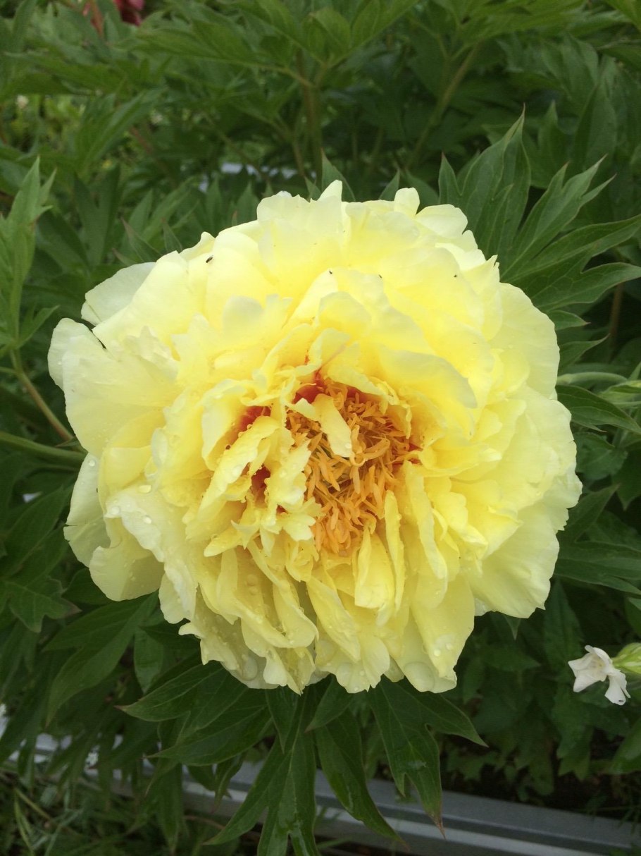 Пион Ито Гарден Треже