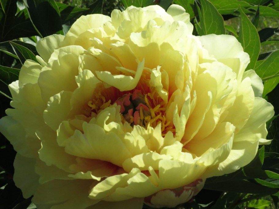 Пион Ито-гибрид Гарден Треже