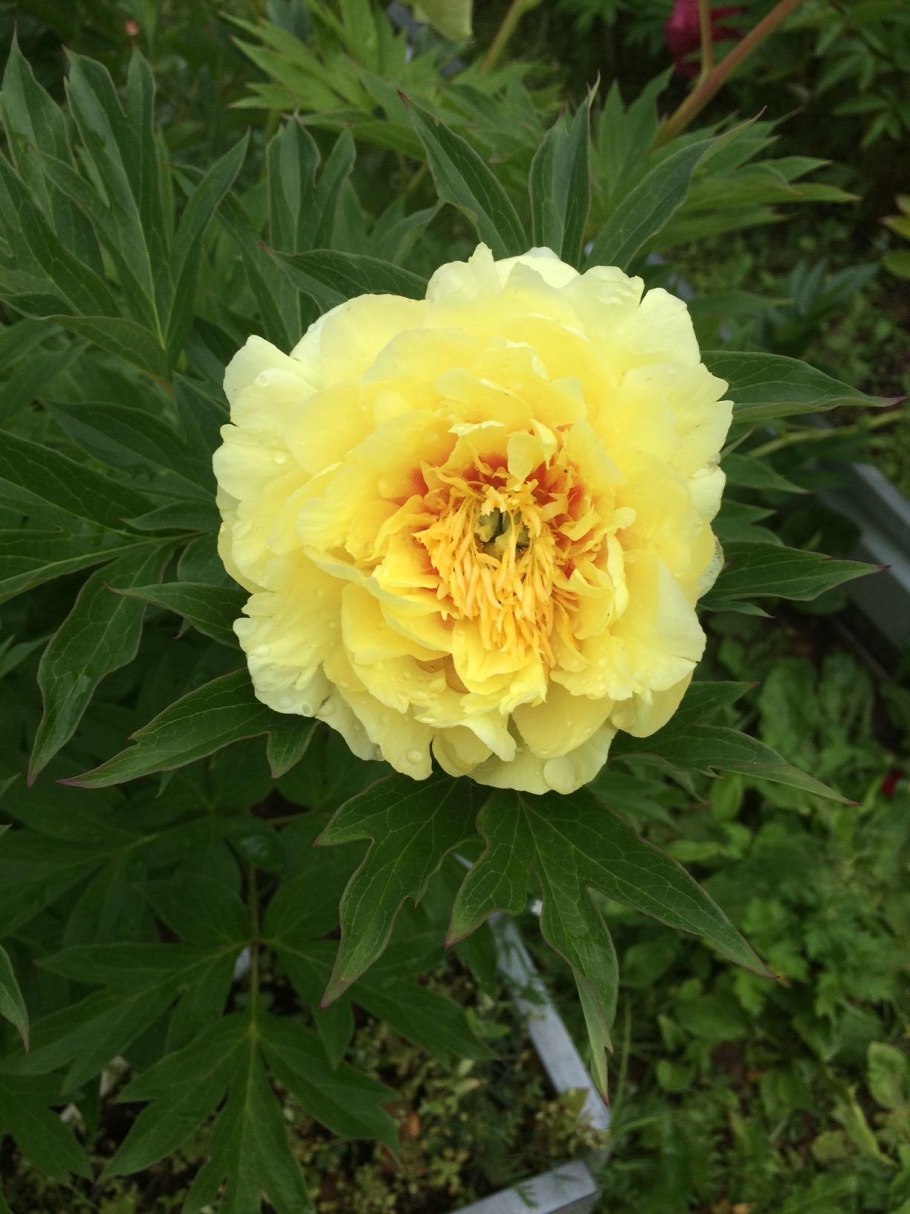 Duchesse de Lorraine пион