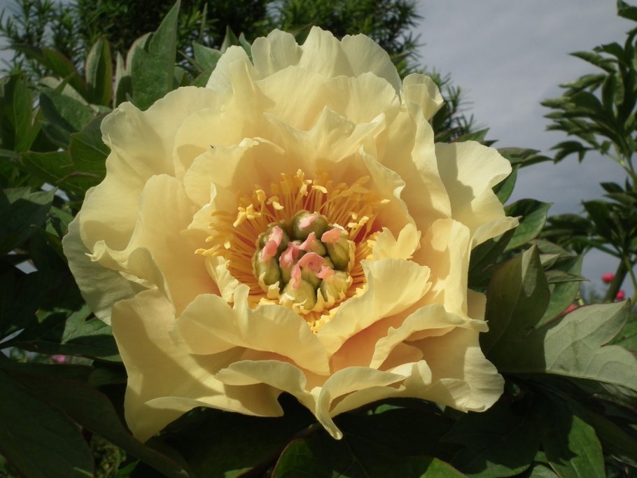 Пион Ито Garden Treasure