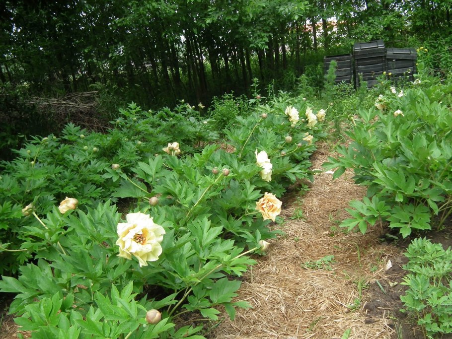 Пион Голден Треже