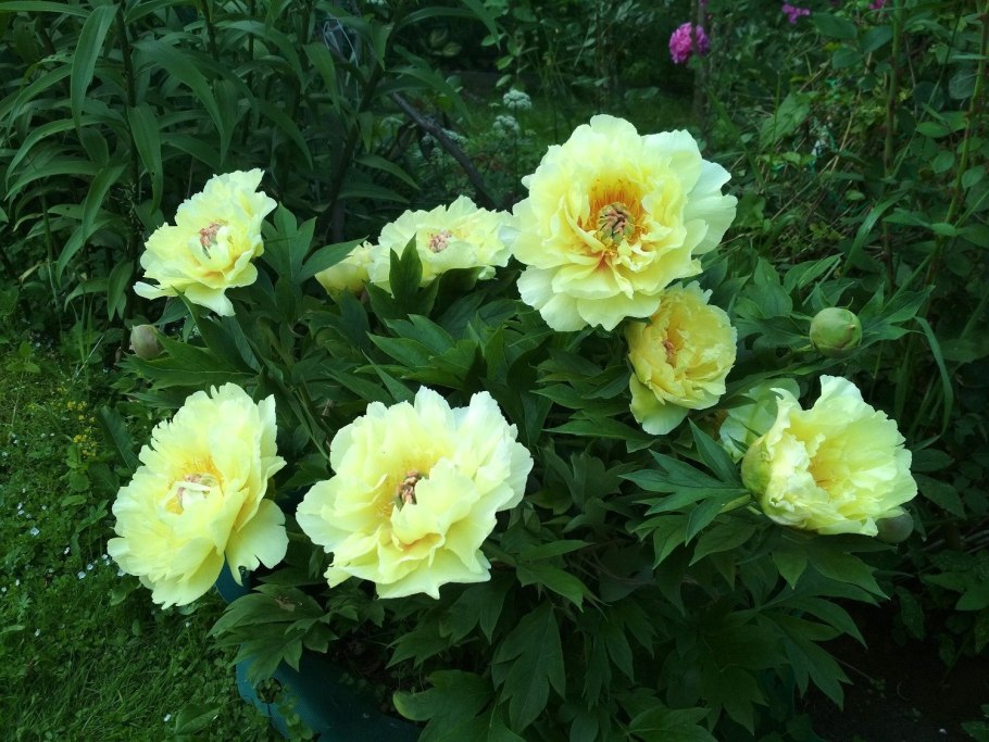 Фото с названием пион Гарден Треже