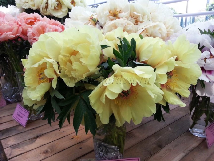 Пион сад Флоранс