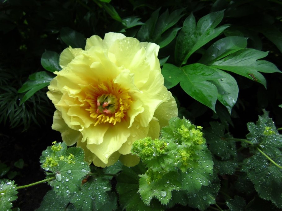 Пион Ито-гибрид прерия Шарм (Prairie Charm)