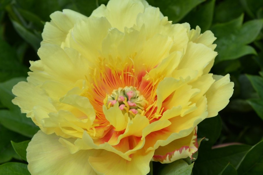 Золотая сотка Барнаул каталог товаров с ценами пионы лилии