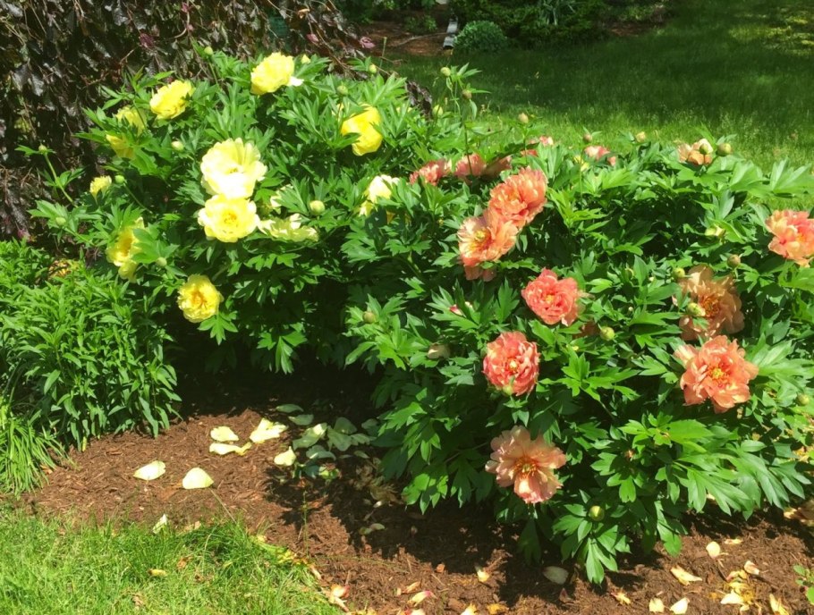 Пион Ито Гарден Треазуре 1шт СДС