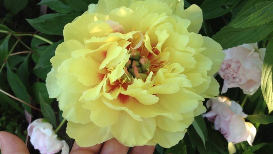 Пион Bartzella (Бартзелла)