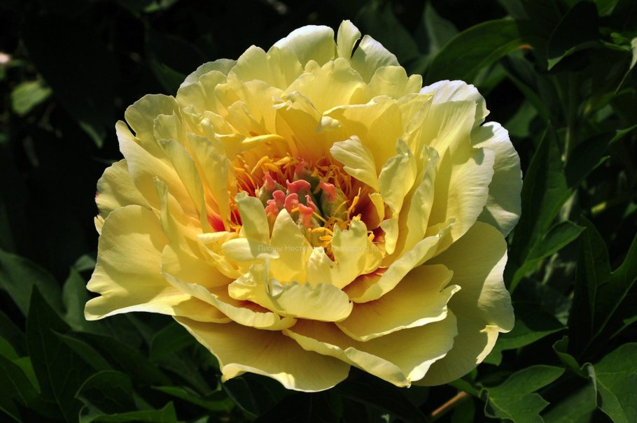 Пион черри Хилл