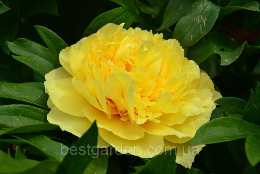 Пион Гарден Треже