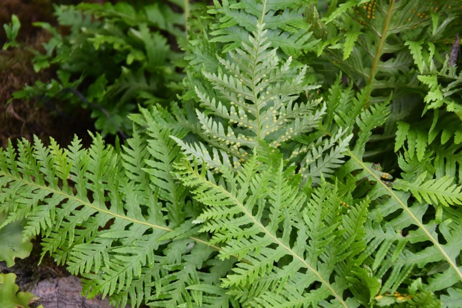 Папоротник Щитовник