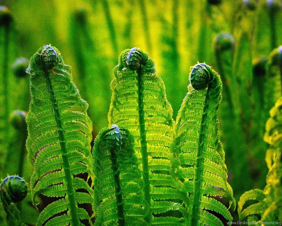 Папоротник солнцестояние