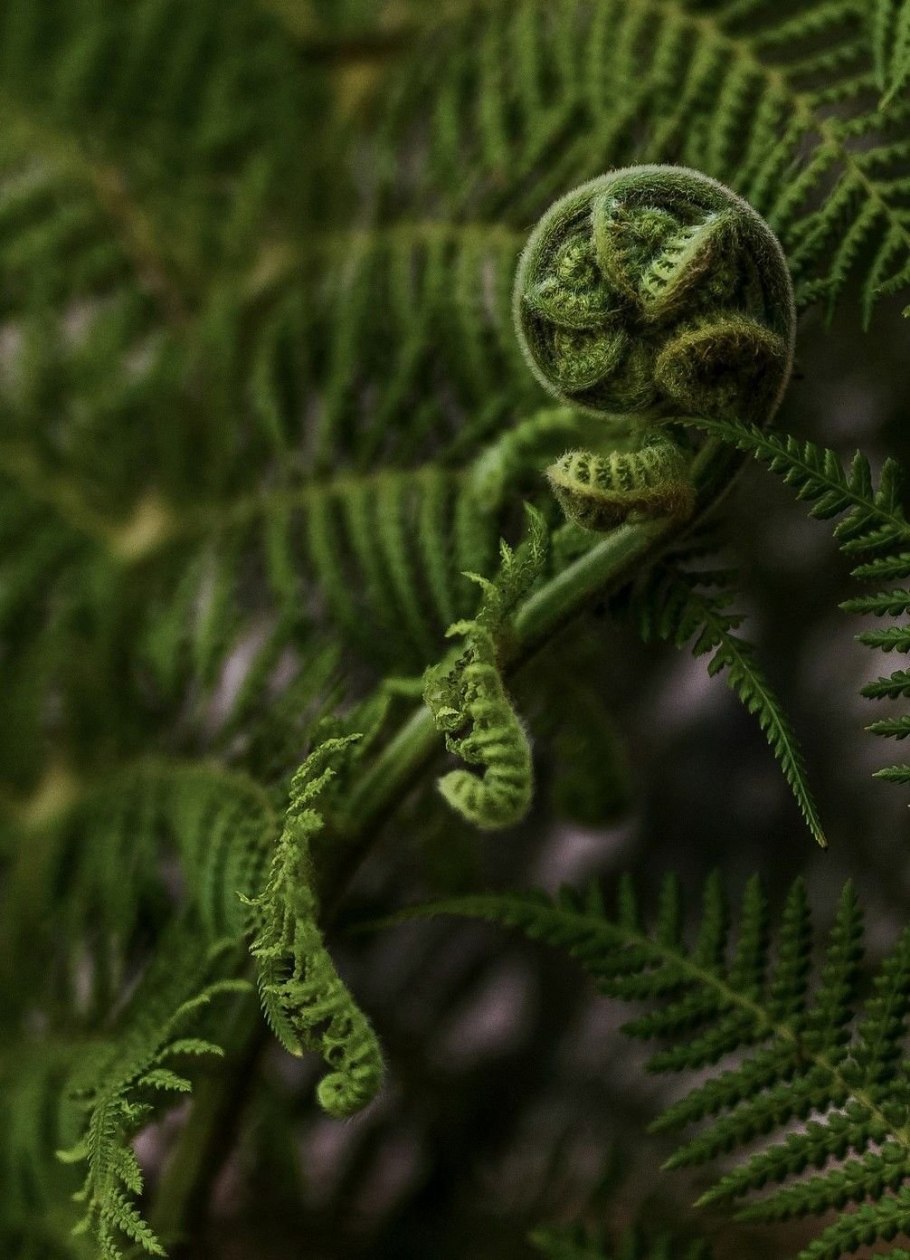 Папоротник хедейло