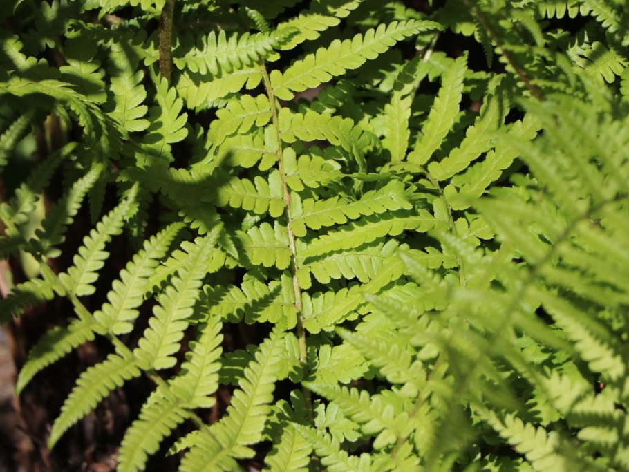 Щитовник пахучий