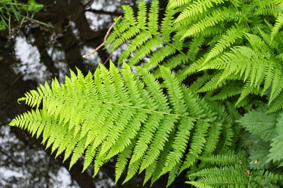 Щитовник мужской dryopteris filix-mas