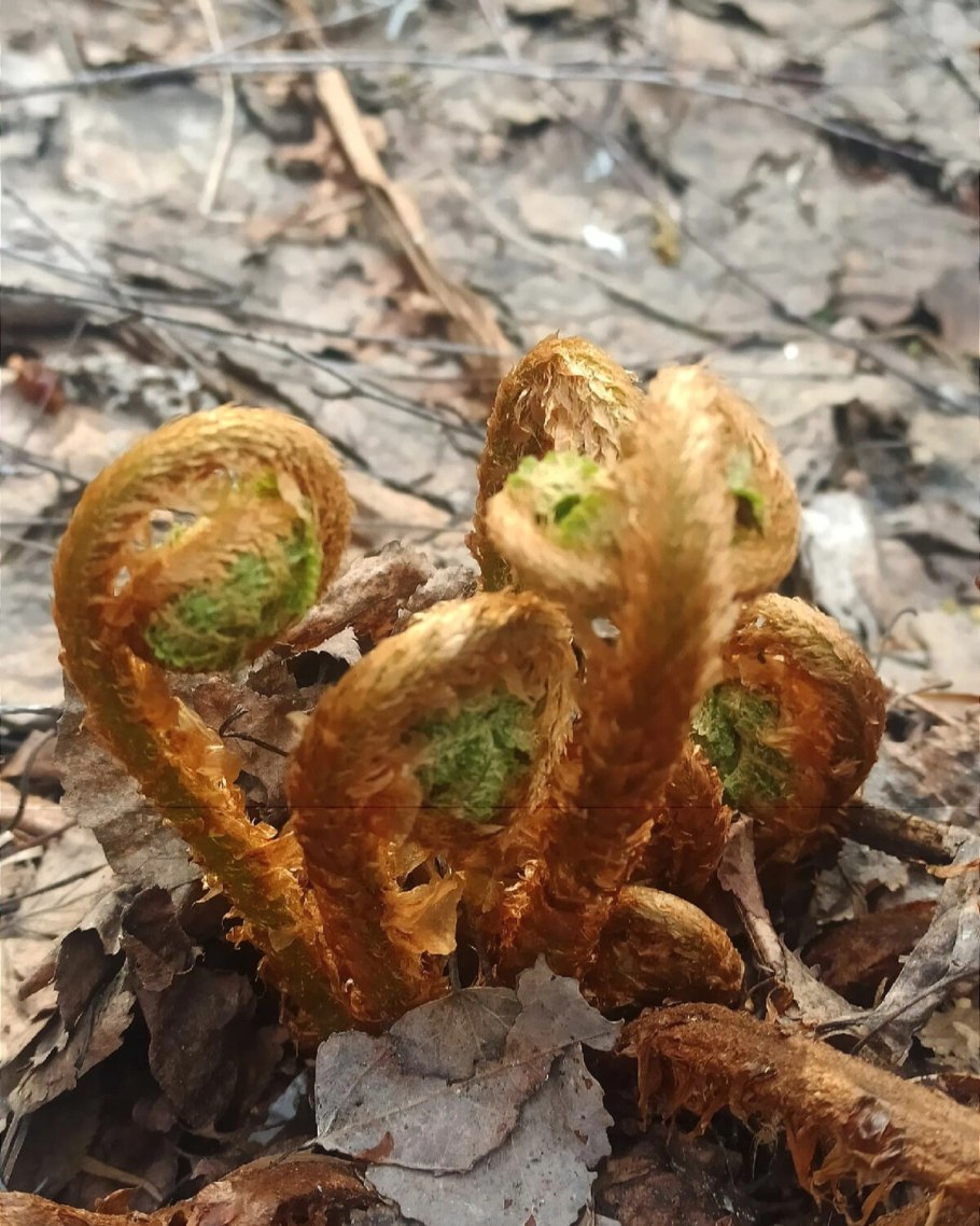 Приморский папоротник орляк