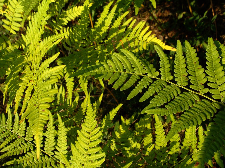 Папоротник с острова Мауи