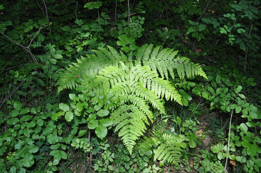 Папоротник Athyrium filix-Femina