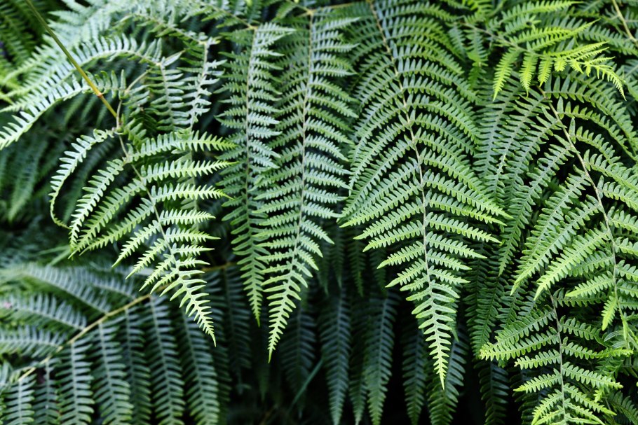 Папоротник (Polypodiophyta)