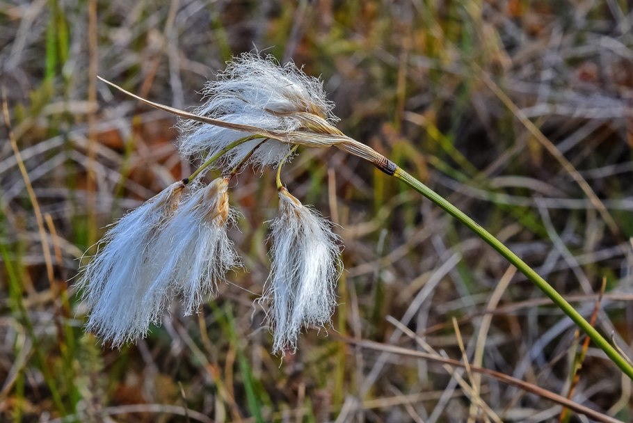 Пушица (Eriophorum)