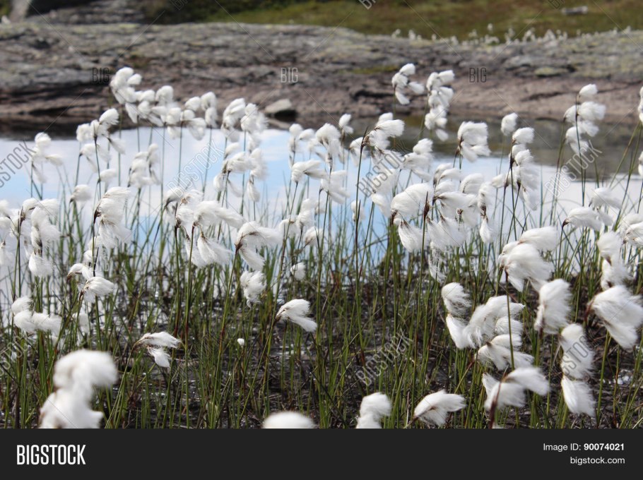 Пушица (Eriophorum)