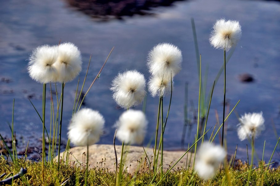Пушица узколистная (Eriophorum angustifolium)