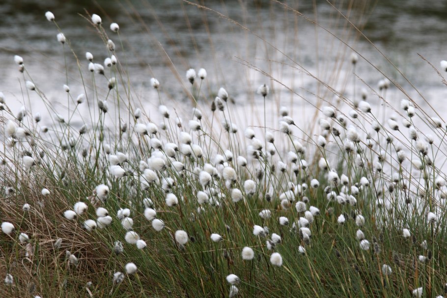 Пушица узколистная (Eriophorum angustifolium)