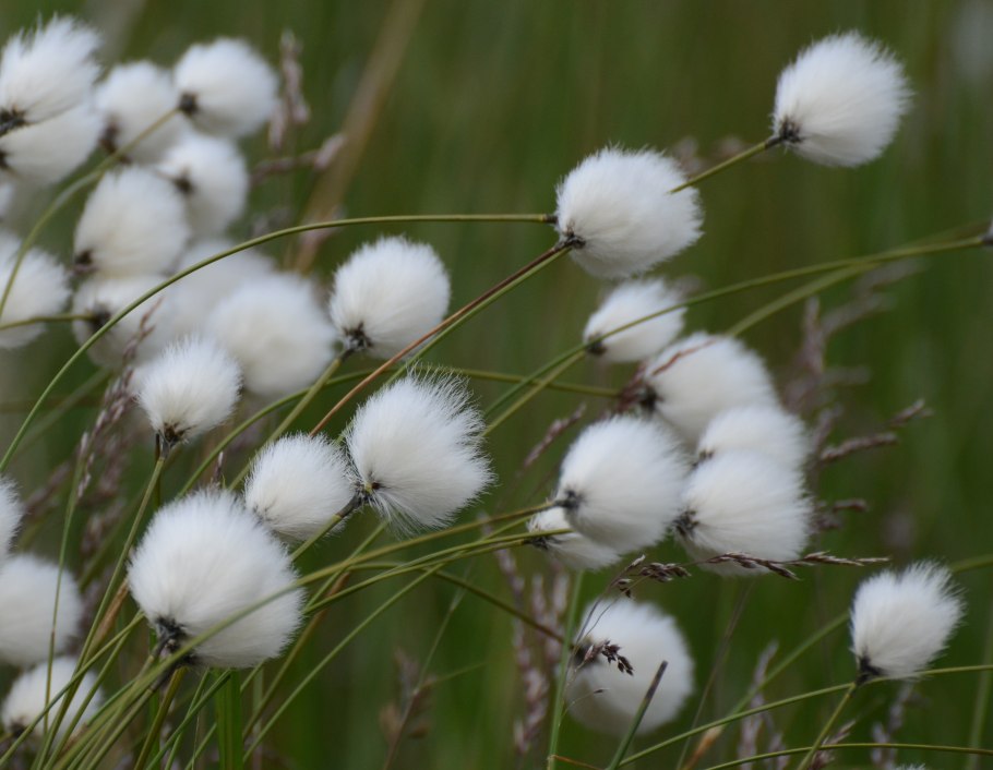 Пухонос Альпийский (Trichophorum alpinum) сообщение по окружающему миру
