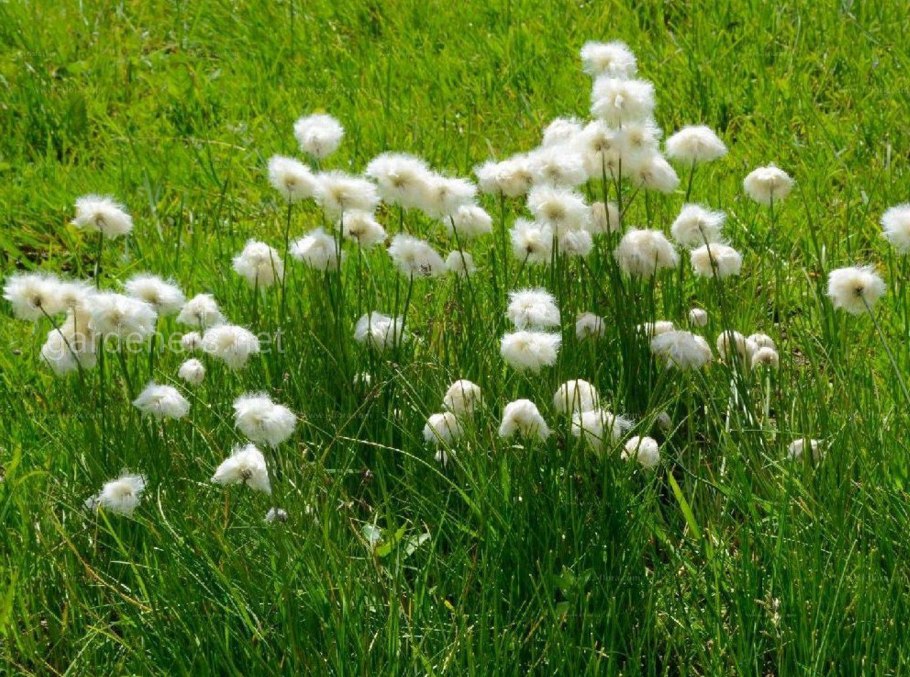 Baeothryon cespitosum