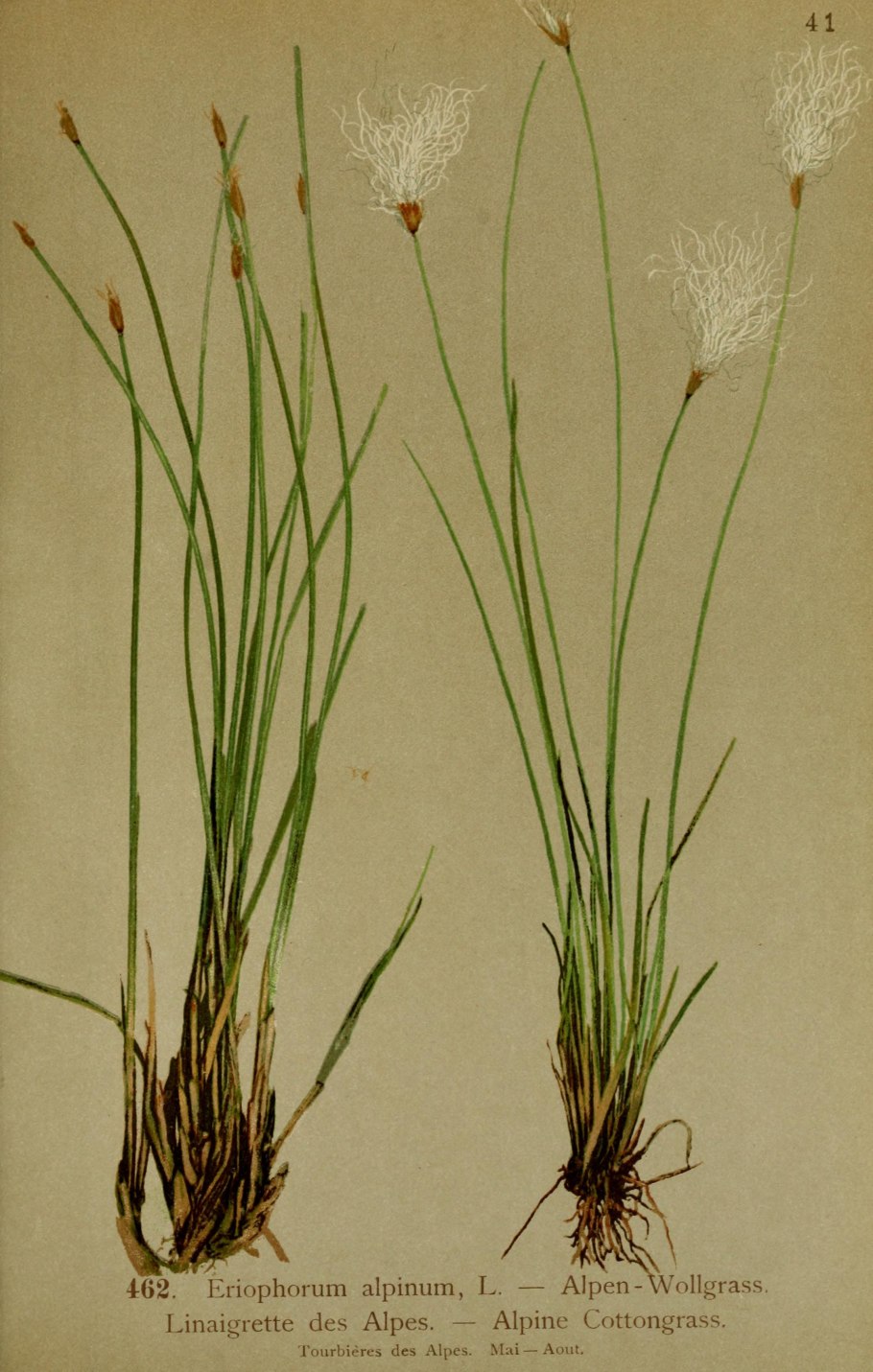 Пушица Шейхцера (Eriophorum scheuchzeri)