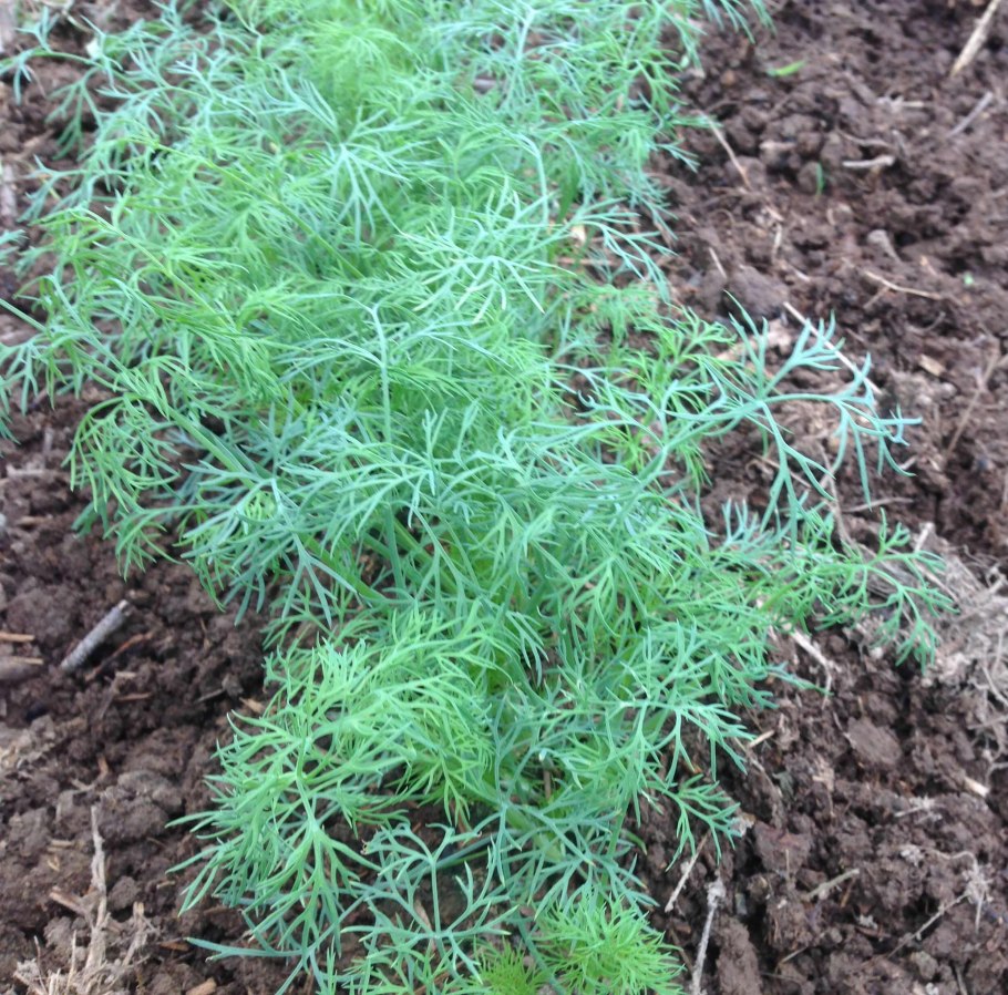 Укроп без зонта 2г Гавриш