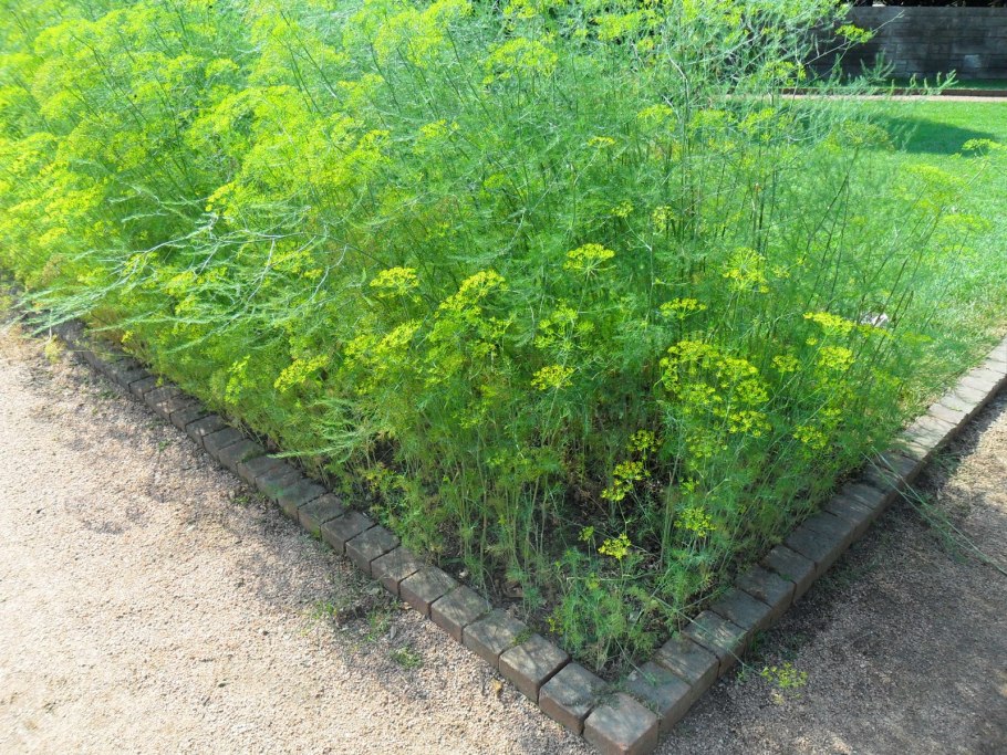 Борода монаха сельдерей