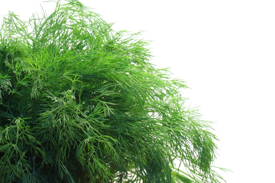 Фомоз укропа