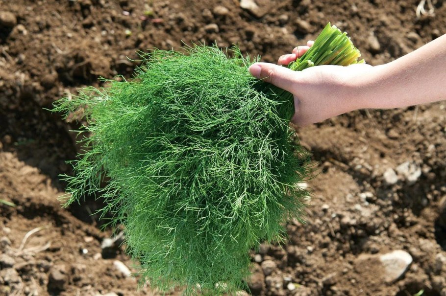 Семена укроп Дилл