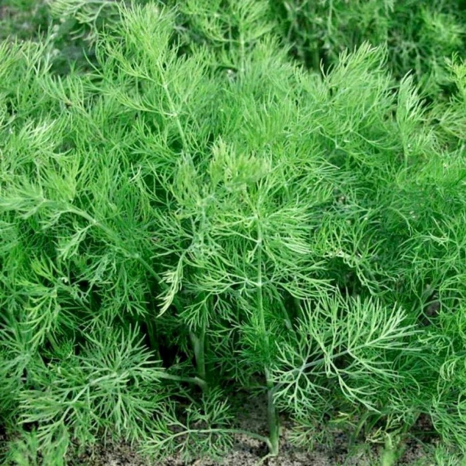 Семена укроп борода монаха