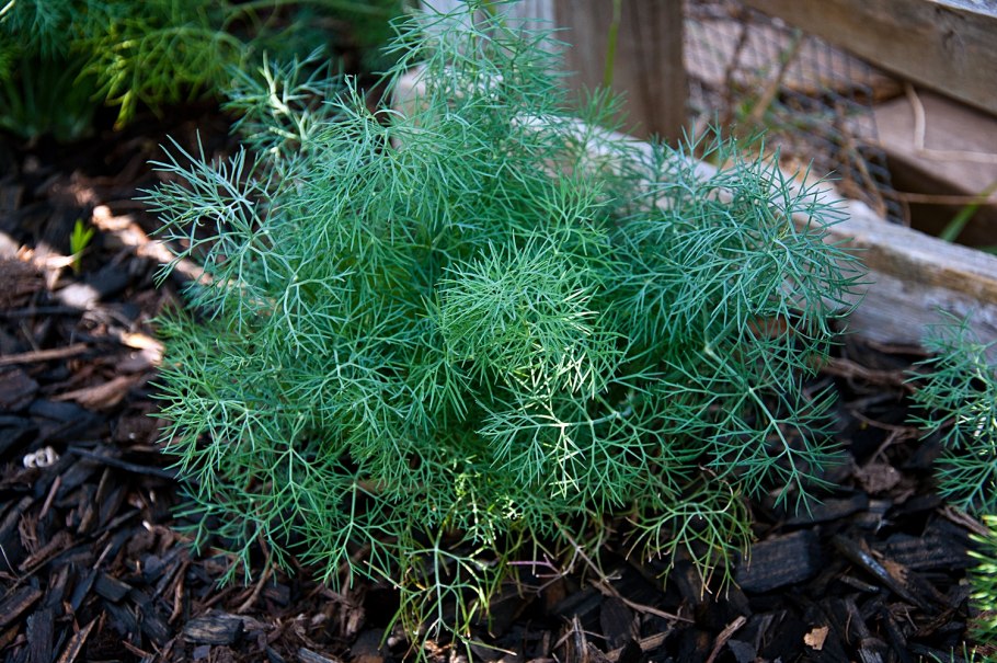 Укроп Гренадер