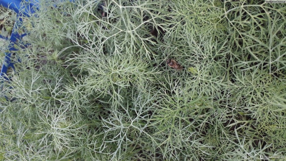 Борода как у Бога