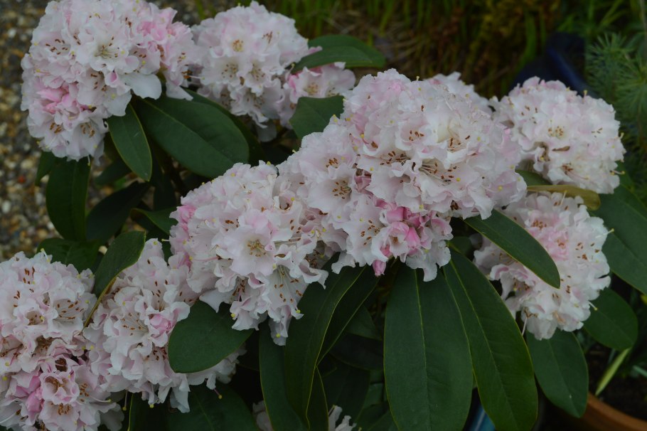 Рододендрон гибридный Чеер