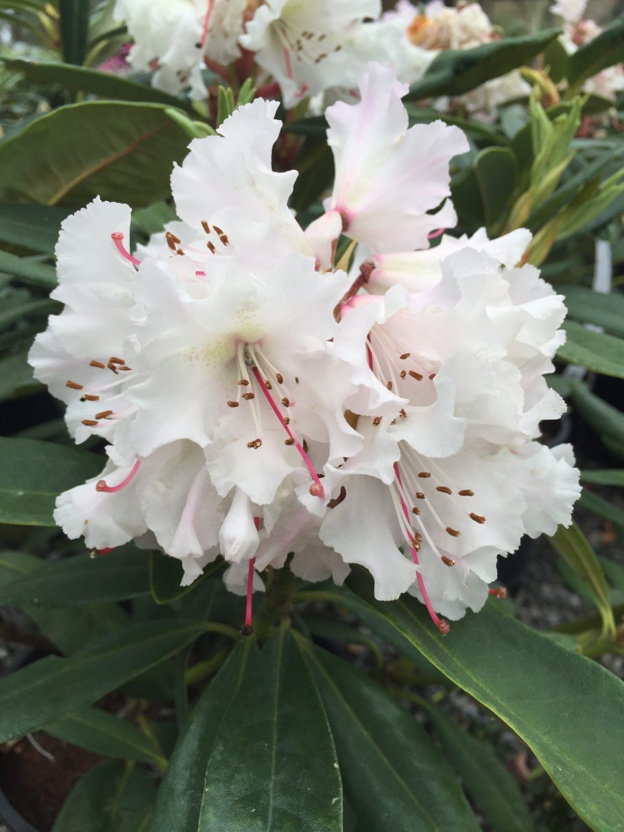 Рододендрон Анастасия