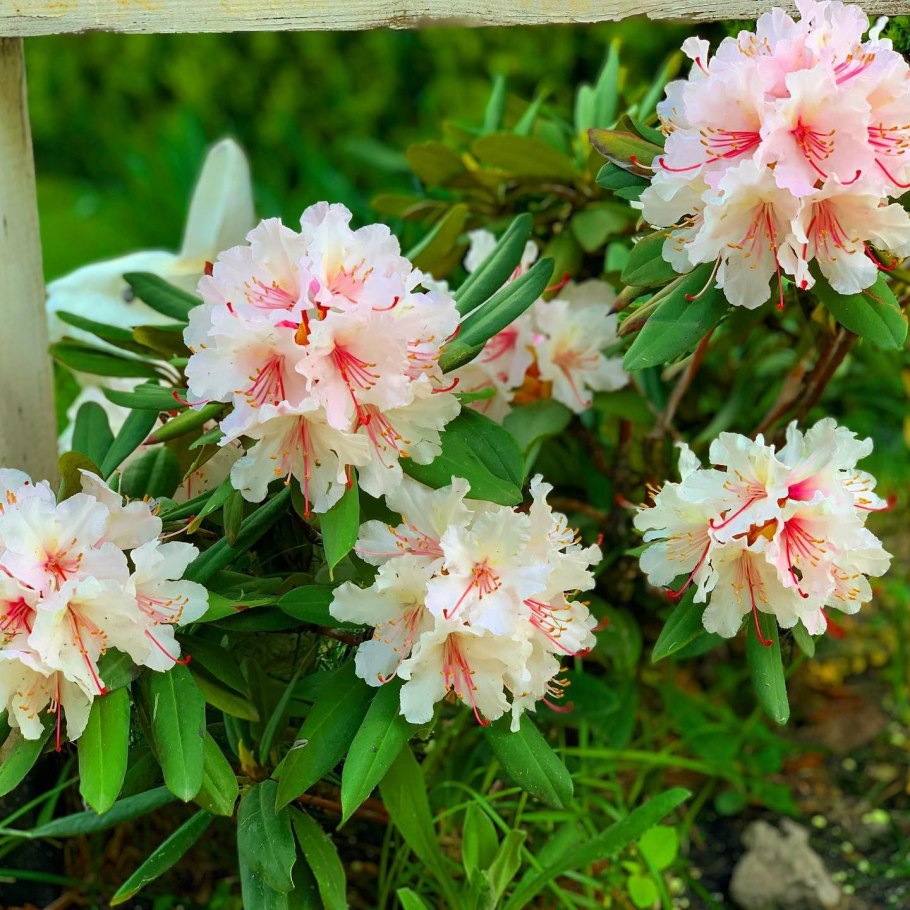 Рододендрон Сильвестр