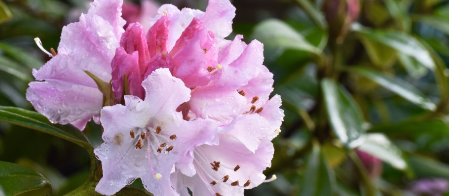 Рододендрон гибридный Cheer