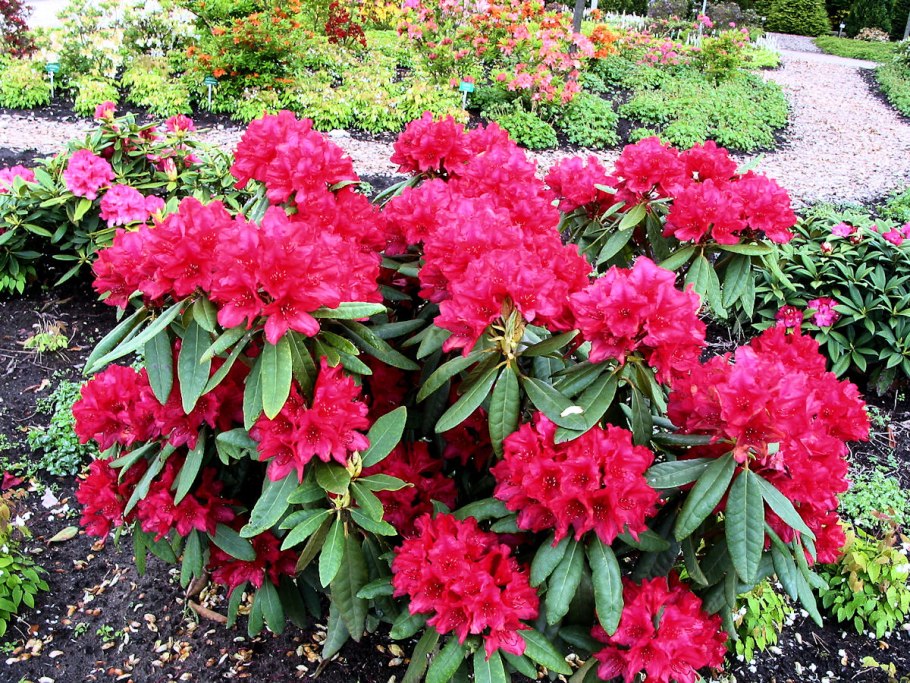 Рододендрон Royal Amaranth