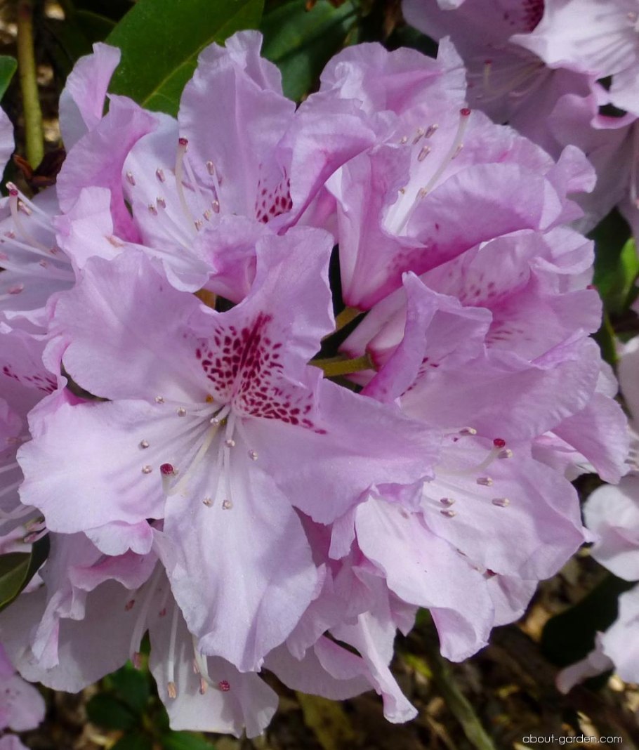 Rhododendron Christmas Cheer
